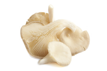 Oyster mushroom