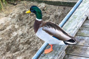 The male wild duck