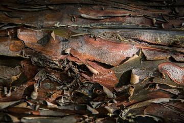 shelled board
