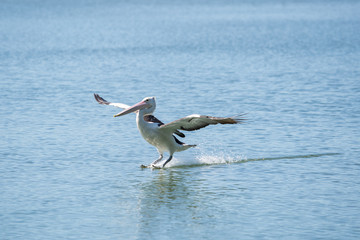 Pelican in natural