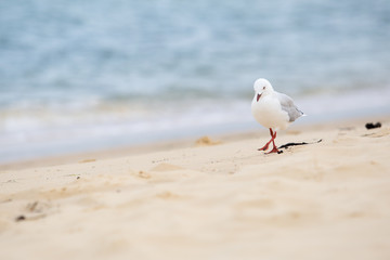 silver gull