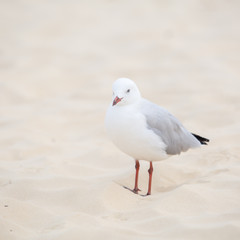 silver gull
