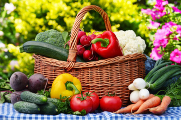 Assorted vegetables in wicker basket in the garden