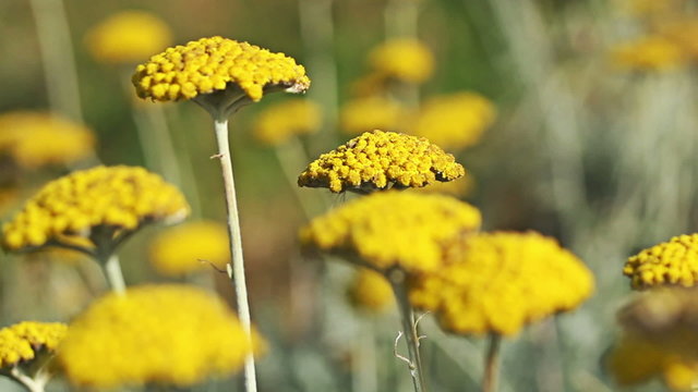Yellow summer flowers Fernleaf yarrow  in the mountain meadow