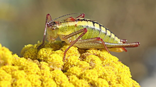 Grasshopper landed on a yellow spring flower on mountain hills