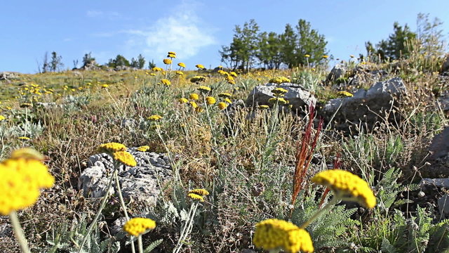 Yellow summer flowers Fernleaf yarrow  in the mountain meadow