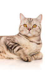 Fototapeta premium Marble british cat, isolated on white