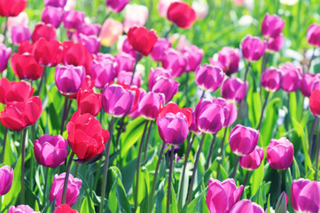 pink tulips in flowerbed