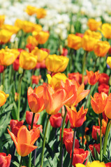 orange tulips in flowerbed with back lit in springtime.