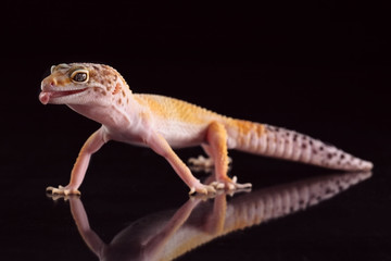 Gecko on black background 