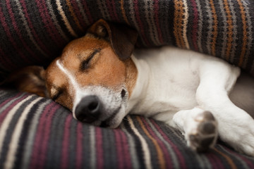 dog sleeping