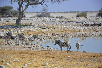 Fototapeta na wymiar Wildlife at Waterhole, Okaukuejo, Etosha, Namibia, Africa