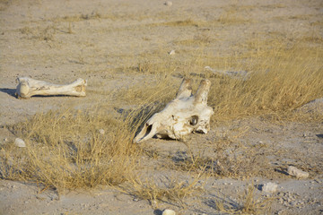 Giraffe Skull, Etosha National Park, Namibia, Africa