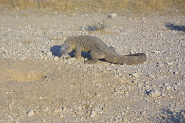 Monitor Lizard, Etoscha National Park, Namibia Afrika