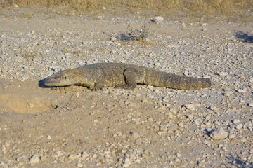 Monitor Lizard, Etoscha National Park, Namibia Afrika