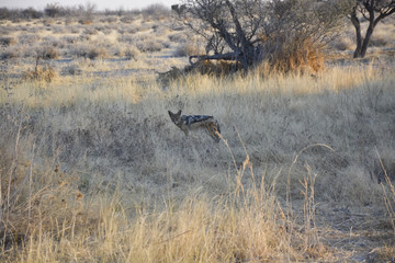 Black-backed jackal, Etosha National Park, Namibia, Africa