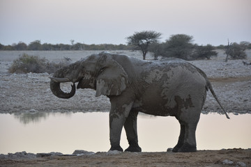 Elephant drinking, Okaukuejo, Etoscha National Park, Namibia, Af