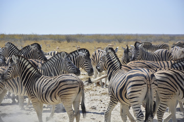 Fototapeta na wymiar Zebras at Sonderkop Waterhole, Etosha, Namibia, Africa