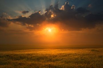 Sunset over wheat field towards the setting sun