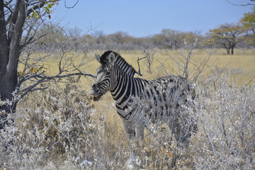 Fototapeta na wymiar Plains zebra at Halali, Etosha National Park, Namibia, Africa