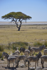 Fototapeta na wymiar View over Etosha Pan, Namibia, Africa