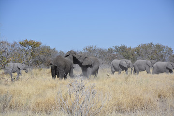 Herd of elephants, Halali, Etosha National Park, Namibia, Africa