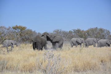 Obraz premium Herd of elephants, Halali, Etosha National Park, Namibia, Africa