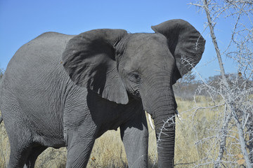 Young elephant, Halali, Etosha National Park, Namibia, Africa
