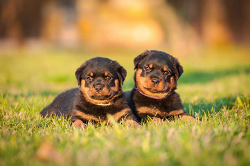 Two rottweiler puppies