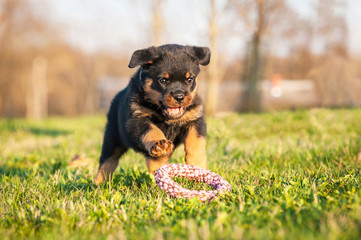 Rottweiler puppy playing with a toy © Rita Kochmarjova