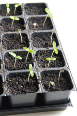 Young seedlings in tray over white