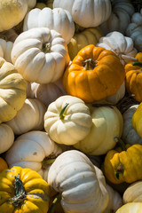 Colorful Mini Pumpkins