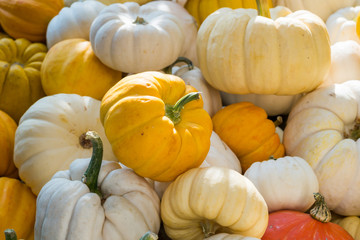 Colorful Mini Pumpkins