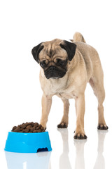 Obraz premium Mops mit Trockenfutter