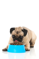 Mops mit Trockenfutter