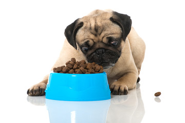 Mops mit Hundefutter