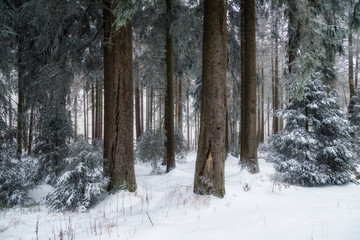 Winterstimmung in den Wäldern