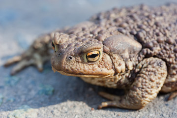 Look of ugly toad