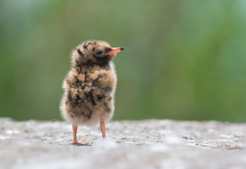 Common Tern Chick