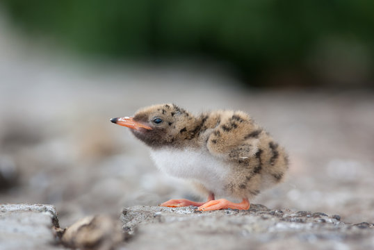 Common Tern Chick