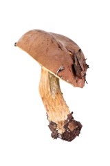 Mossiness mushroom or Xerocomus