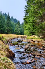 Bergbach im Erzgebirge