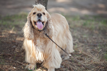 American Cocker Spaniel on a walk in the autumn park