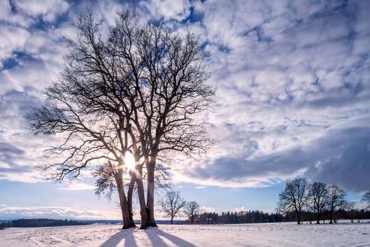 Trees in Winter Landscape