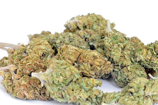 Dry marijuana buds on white background