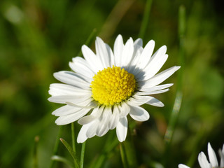 Obraz premium Nahaufnahme - Gänseblümchen...