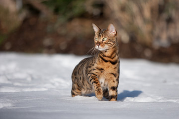 Bengal Cat in Snow