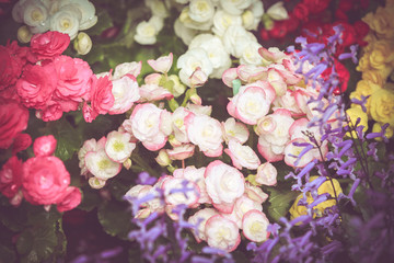 Obraz na płótnie Canvas Colorful little flower blossom in garden with vintage retro tone