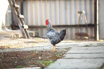 Gray chicken on farmyard