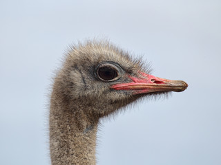 Strau&szlig; (Struthio camelus)